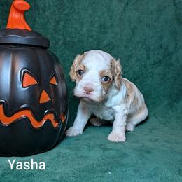 Yasha - Red and white female Cockapoo puppy in Sunset, Louisiana from Cano Cockapoos