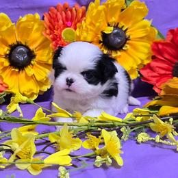 Black Tan Girl (purple) - Black tan and white female Japanese Chin puppy in Tulsa, Oklahoma from Locust Creek Pugs & Japanese Chin's