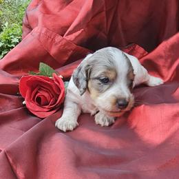 Bunny - Dapple female Dachshund puppy in Richburg, New York from Granny's babies