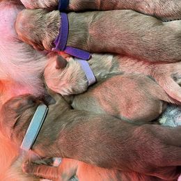 Girl 4 - Golden female Golden Retriever puppy in Lucasville, Ohio from Trusting Hearts Kennel