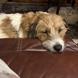 Titch - Russell Terrier