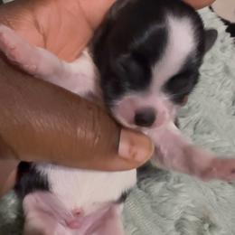 Lord Gregory - Parti male Yorkshire Terrier puppy in Houston, Texas from Little things