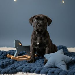 Jack Skellington - Black brindle male Cane Corso puppy in Hampstead, New Hampshire from Durgin Hollow