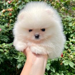 Romeo - Cream male Pomeranian puppy in Hot Springs, Arkansas from Pomeranian Empire