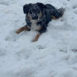 Australian Shepherd All Grown Up from Rocking Diamond B Aussies