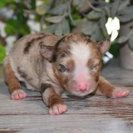 Dixie - Red merle female Miniature Australian Shepherd puppy in Lowgap, North Carolina from Baileys Mini Aussies