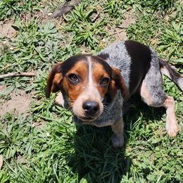 Lizzy - Beagle