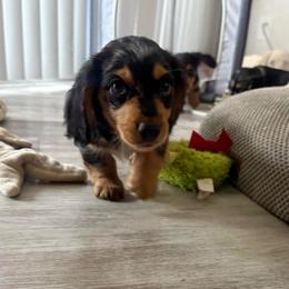 Theo - Dapple male Dachshund puppy in Tampa, Florida from Mini Dachshund Duo Pups