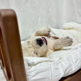 Mr Brownie - Light golden male Golden Retriever puppy in Midlothian, Texas from Brightest Days