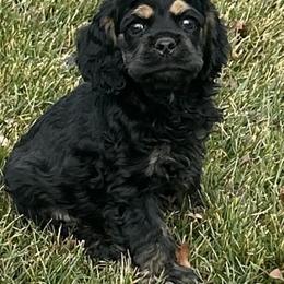 Blk N Tan boy 1 - Black and tan male Cocker Spaniel puppy in Fairview, Utah from Hidden Vallies Cocker Spaniels