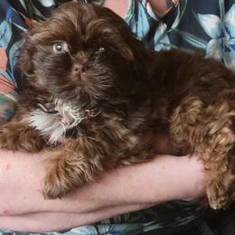 Phillipe - Red male Shih Tzu puppy in Parma, Ohio from D's DeVine Shih-Tzu