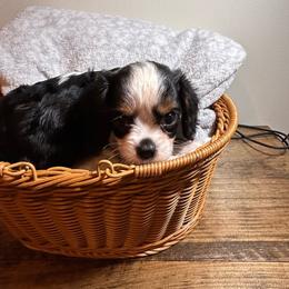 Tri - Tri-color male Cavalier King Charles Spaniel puppy in Port Barre, Louisiana from Bayou Cavaliers