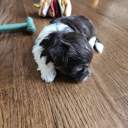 Havanese Puppies from Sweet Southern Havanese