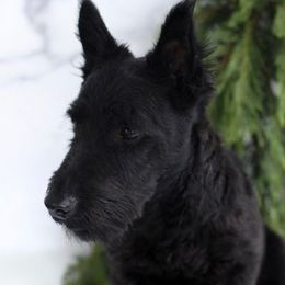 Sarge - Scottish Terrier