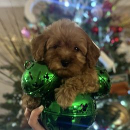 Sebastian - Apricot male Goldendoodle puppy in Mint Hill, North Carolina from DoodleForever