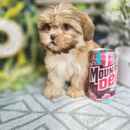 Sage - Sable female Shih Tzu puppy in Hartville, Missouri from Petty Paws