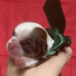 Dewie - Brindle and white male Shih Tzu puppy in Jasper, Georgia from Tiny Bubbles Shih Tzus