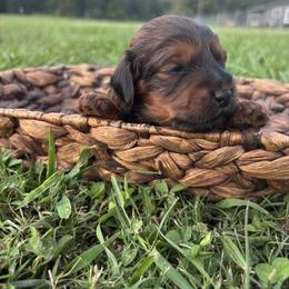 Jax - Brown male Cockapoo puppy in Gay, Georgia from That’s My Puppy