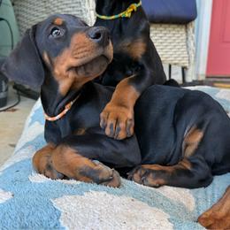 Adeline - Black and rust female Doberman Pinscher puppy in Toney, Alabama from Bhon Mhuir Dobermanns
