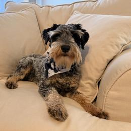 Bruno - Parti male Miniature Schnauzer puppy in Forest, Virginia from Prestige Kennel LLC