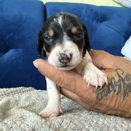 Girl 3 - Piebald female Dachshund puppy in Phoenix, Arizona from Jennifer's Guardian Doxies
