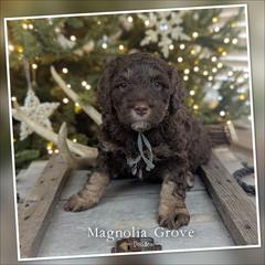 Hickory - Grey Collar - male Australian Mountain Doodle puppy in Oxford, Alabama from Magnolia Grove Doodles