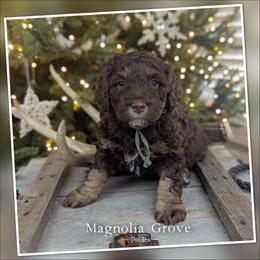 Hickory - Grey Collar - male Australian Mountain Doodle puppy in Oxford, Alabama from Magnolia Grove Doodles