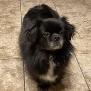 Tibetan Spaniels from Sterling Tibbies