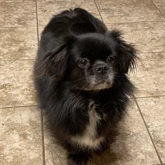 Tibetan Spaniels from Sterling Tibbies