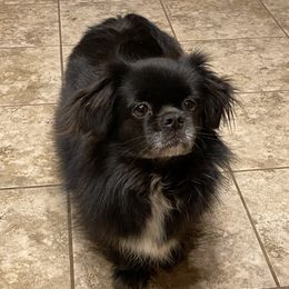 Tibetan Spaniels from Sterling Tibbies