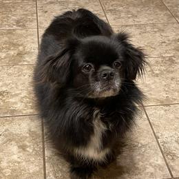 Tibetan Spaniels from Sterling Tibbies