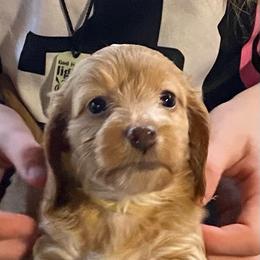 Buffy soft wire hair - Red female Dachshund puppy in Elizabethtown, Kentucky from Teeny Tiny Puppy Tails
