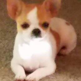 Chihuahuas from Chihuahua's On Dorell