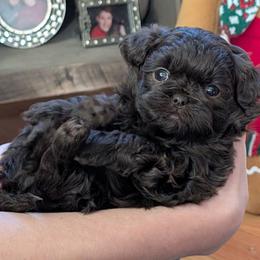 Cocoa - Brown female Shihpoo puppy in Coshocton, Ohio from Forever Family Puppies