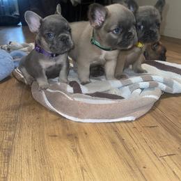 French Bulldog Puppies from Grand Star Bulldogs