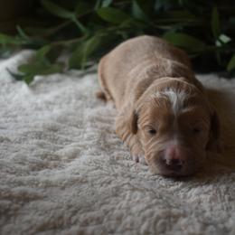 Aussiedoodle and Goldendoodle Puppies from Classic City Doodles