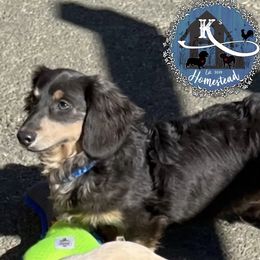 Psalm - Blue and cream Dachshund puppy in California from K’s Homestead