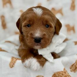 White collar BUZZ - Apricot male Goldendoodle puppy in Salem, Utah from Aspen Doodles
