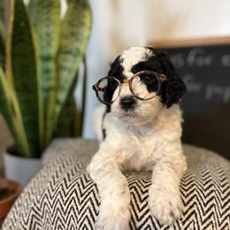 Girl 1 - Parti female Goldendoodle puppy in Washington, Illinois from Lola Bear Goldendoodles