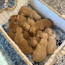 Girl 5 - Golden female Golden Retriever puppy in Albany, Georgia from Sassafras Goldens