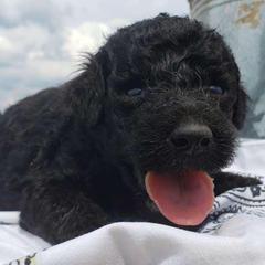 Aussiedoodles, Goldendoodles, and Labradoodles from Cherokee Rose kennels