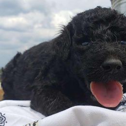 Aussiedoodles, Goldendoodles, and Labradoodles from Cherokee Rose kennels
