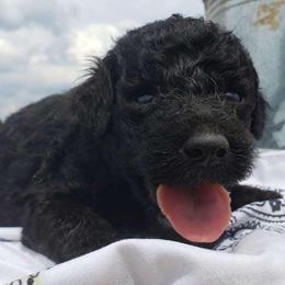 Aussiedoodles, Goldendoodles, and Labradoodles from Cherokee Rose kennels