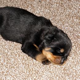 Pomsky, Rottweiler, Shetland Sheepdog, and Toy Shetland Sheepdog Puppies from Mountain High Kennels