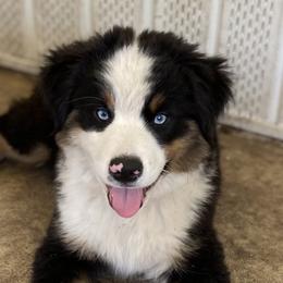 Miniature American Shepherd and Miniature Australian Shepherd Puppies from Cosmic Tides Miniature American Shepherds