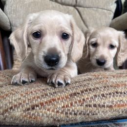 Dachshund Puppies from KT Canines, LLC