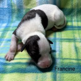 Francine - White and fawn brindle female Whippet puppy in Plainfield, Indiana from Rose Acre Whippets