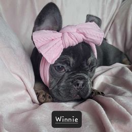 Girl 3 - Tricolors French Bulldog puppy in Florida from Brianna Hooks's French Bulldogs