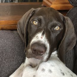 Ada - German Shorthaired Pointer