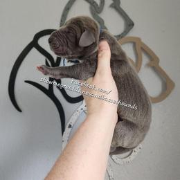 Blue Collar - Blue male Great Dane puppy in Alton, Illinois from Show Me Great Danes and Basset Hounds